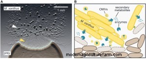 Predatory Soil Bacteria Hunt Like Vampires and Wolves, Helping Move Carbon Through the Soil