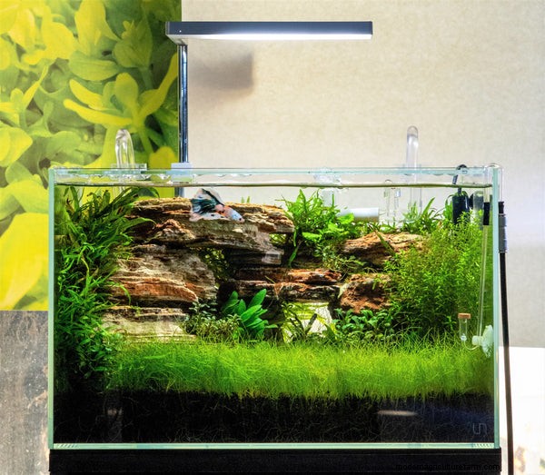 Keeping Bettas: How to Care for a Betta Fish