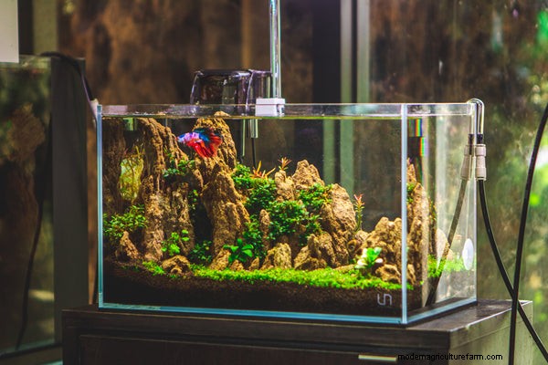 Keeping Bettas: How to Care for a Betta Fish