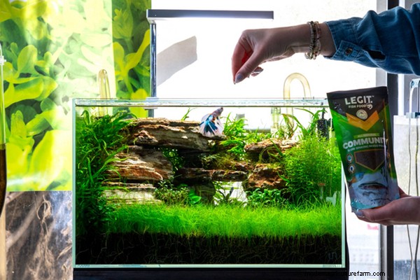 Keeping Bettas: How to Care for a Betta Fish