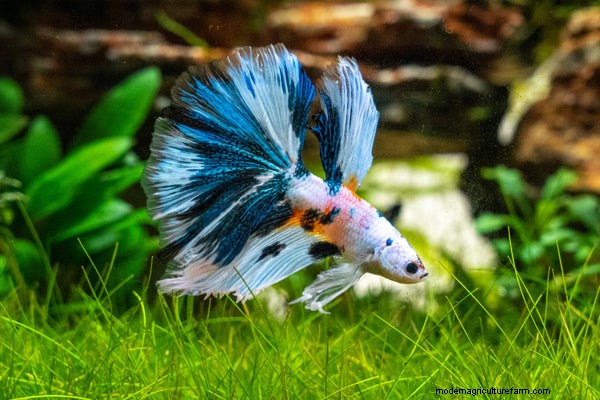 Keeping Bettas: How to Care for a Betta Fish
