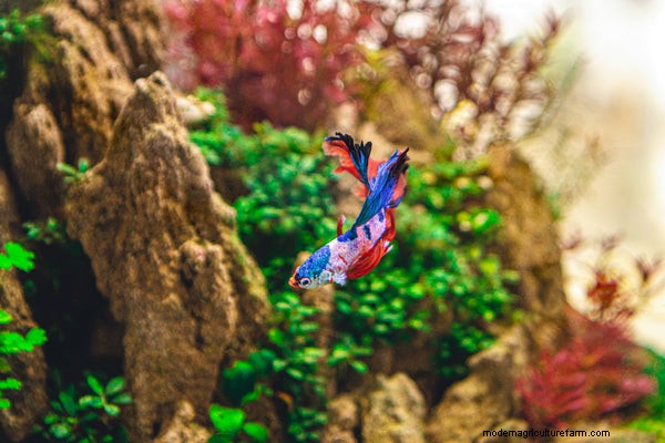 Keeping Bettas: How to Care for a Betta Fish