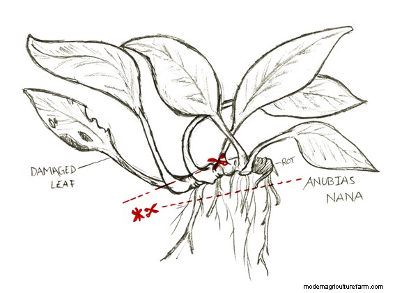 How to Trim and Propagate Aquarium Plants