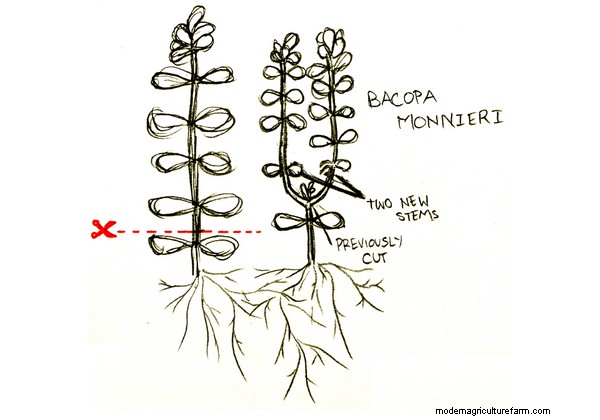 How to Trim and Propagate Aquarium Plants