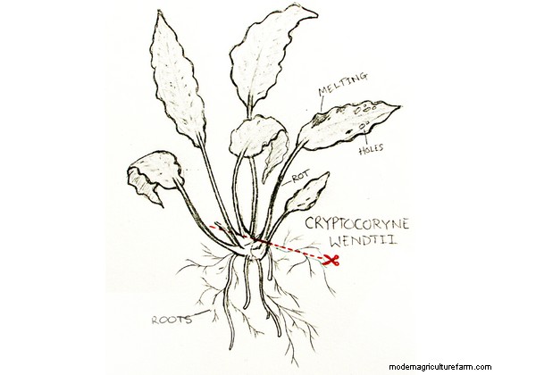How to Trim and Propagate Aquarium Plants