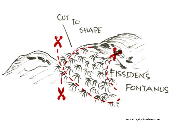 How to Trim and Propagate Aquarium Plants