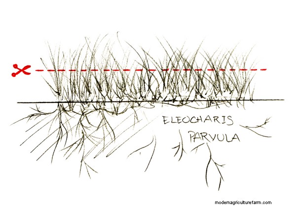 How to Trim and Propagate Aquarium Plants