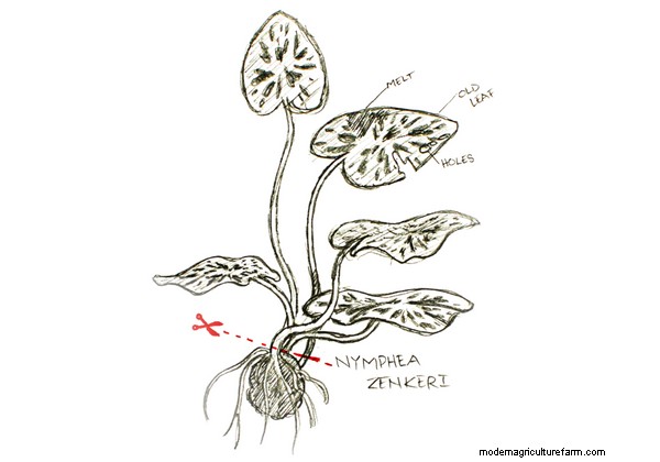 How to Trim and Propagate Aquarium Plants