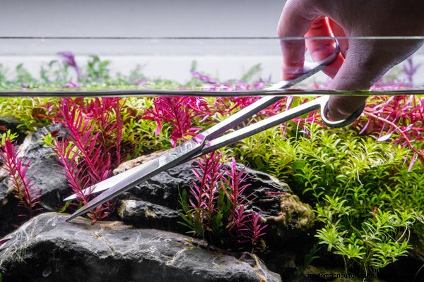 How to Trim and Propagate Aquarium Plants