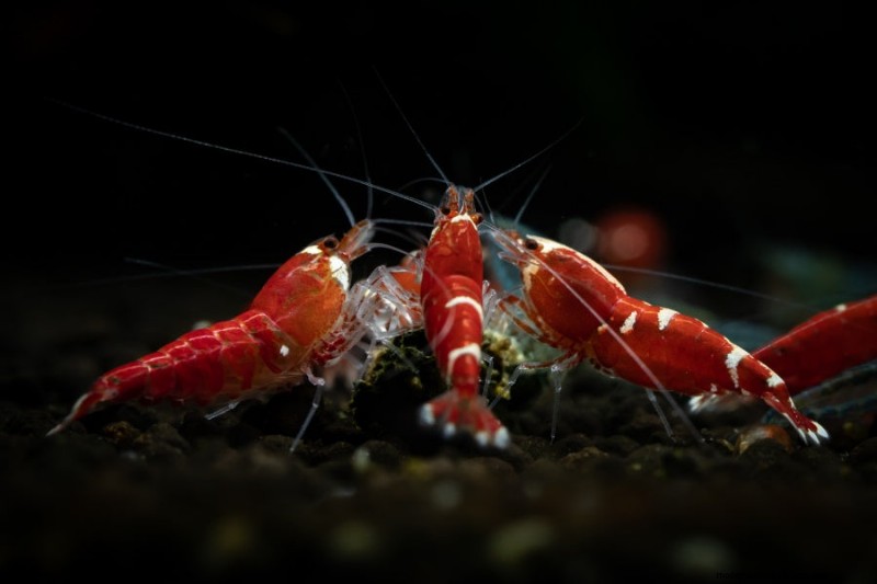Crystal Red Shrimp Care Guide: How to Take Care of Crystal Red Shrimp