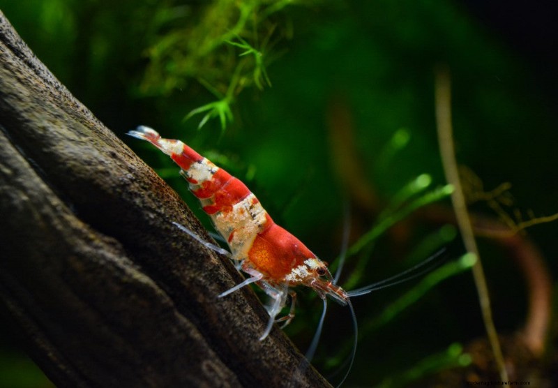 Crystal Red Shrimp Care Guide: How to Take Care of Crystal Red Shrimp
