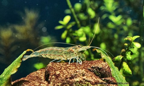 Amano Shrimp Care Tips and Tricks