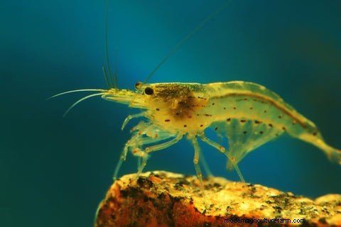Amano Shrimp Care Tips and Tricks