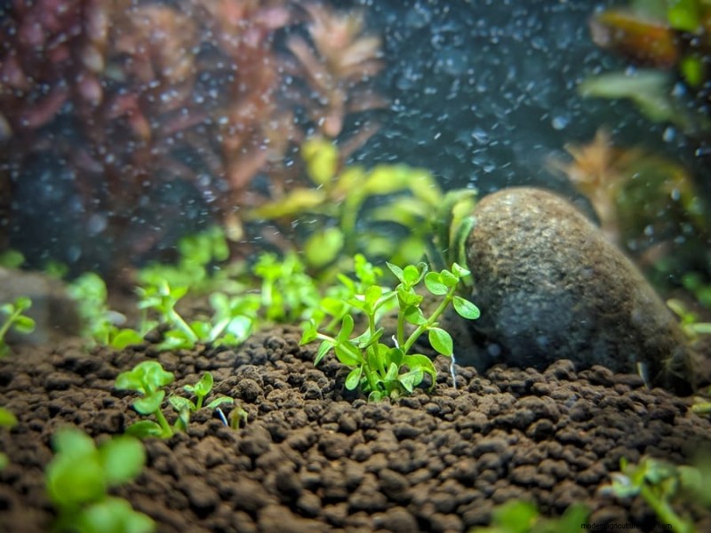Top 9 Best Plants for Your Shrimp Tank