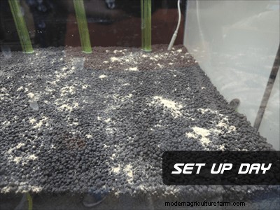 How to Cycle a Neocaridina Shrimp Tank