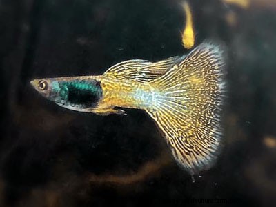 5 Best Fish for 5-Gallon Aquariums