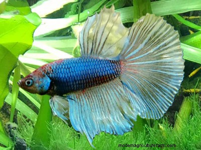 5 Best Fish for 5-Gallon Aquariums
