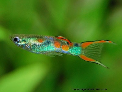 5 Best Fish for 5-Gallon Aquariums