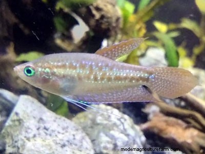 5 Best Fish for 5-Gallon Aquariums