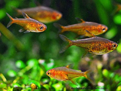 5 Best Fish for 5-Gallon Aquariums