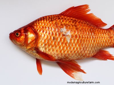 Do Fish Shed Their Scales?