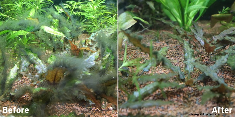 Flourish Excel Dosing – Right Way to Dose Liquid Carbon to Planted Tanks