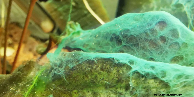 How to Kill Blue Green Algae (Cyanobacteria) in Freshwater Aquarium