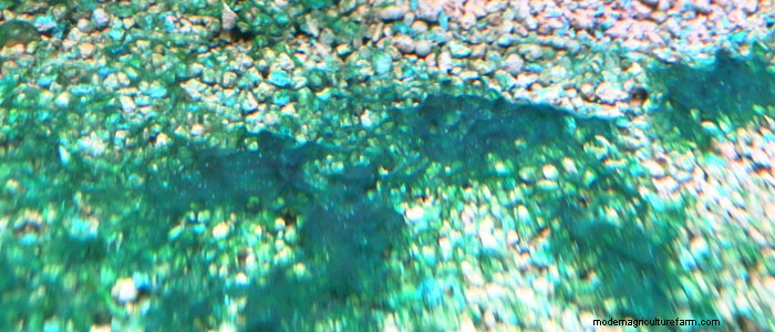 How to Kill Blue Green Algae (Cyanobacteria) in Freshwater Aquarium