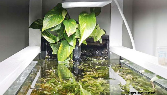 Pothos Plant in Aquariums – 5 Benefits & Growing Tips
