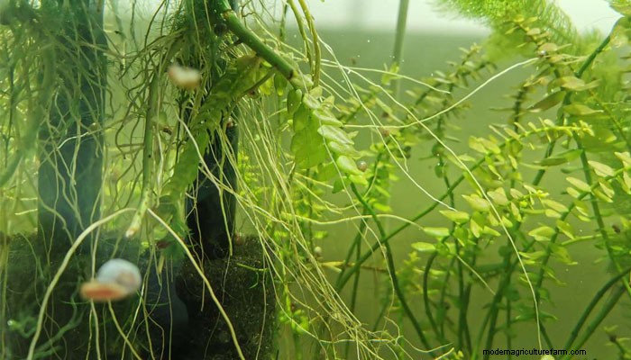 Pothos Plant in Aquariums – 5 Benefits & Growing Tips