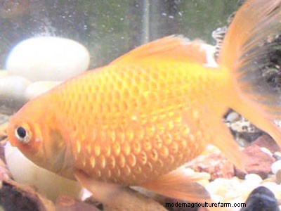 Swollen Fish – Dealing with Dropsy Disease in Your Aquarium