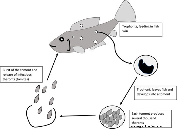 White Spots on Fish – How to Treat Ich Disease?