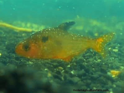 White Spots on Fish – How to Treat Ich Disease?