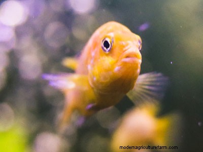 Swollen Fish – Dealing with Dropsy Disease in Your Aquarium