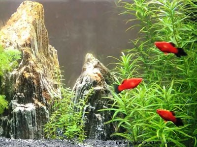 White Spots on Fish – How to Treat Ich Disease?