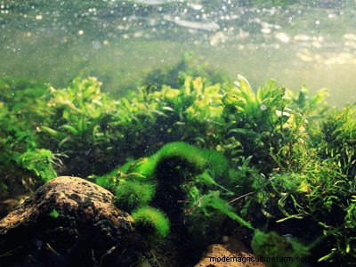 10 Tips to Keep Your Fish Happy & Healthy