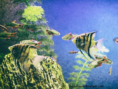 10 Tips to Keep Your Fish Happy & Healthy