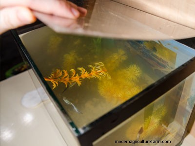 10 Tips to Keep Your Fish Happy & Healthy