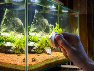 10 Tips to Keep Your Fish Happy & Healthy