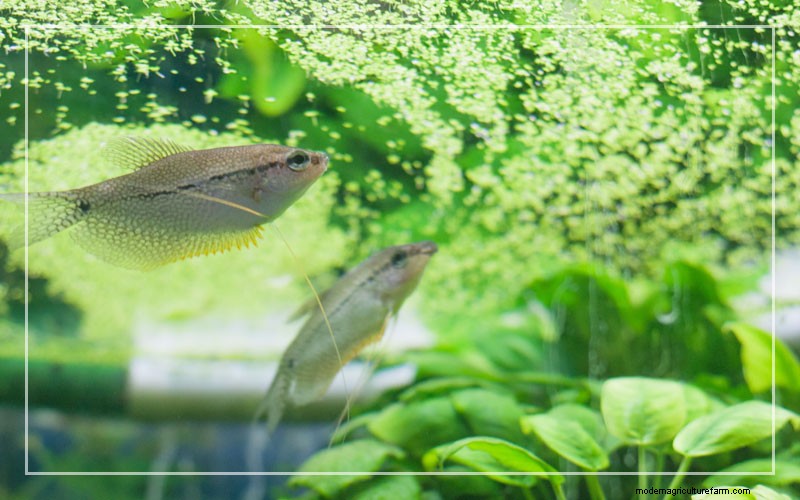 What Fish Species Eat Duckweed?