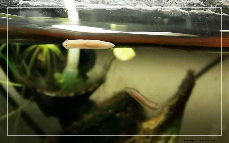 Planaria Flatworms in Fish Tanks – Everything You Should Know