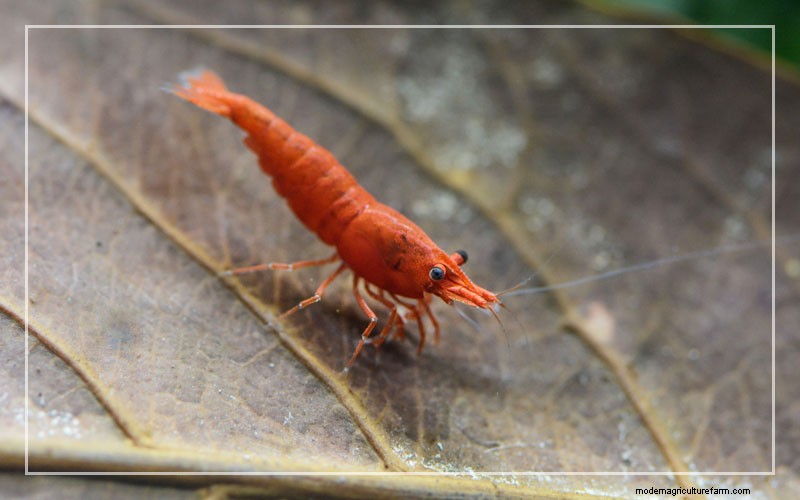 How to Prepare Oak Leaves for Your Fish Tank?