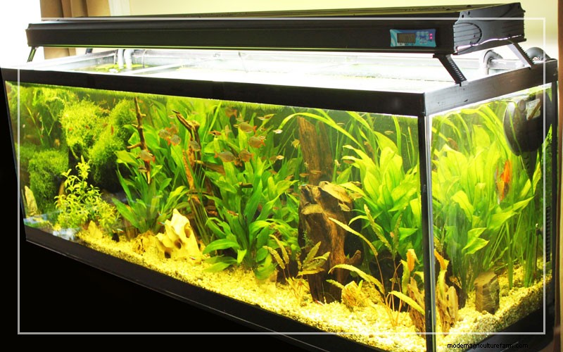 Where to Place Air Stone in Aquarium?