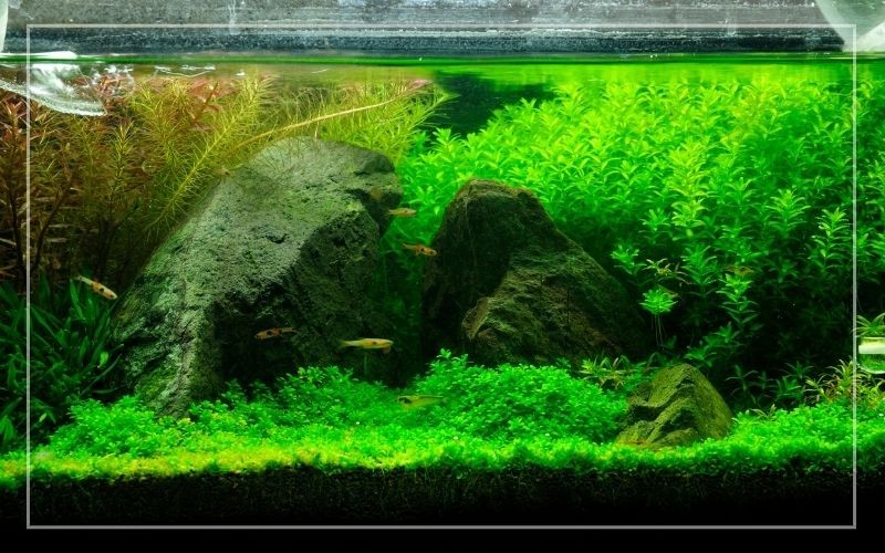Can You Use Basalt in Planted Aquarium?