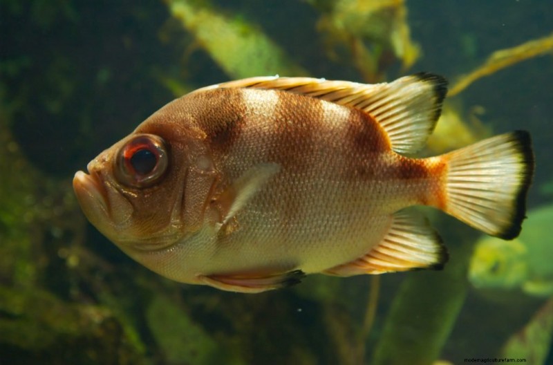 Betta Fish Popeye (How To Treat, Prevent And Spot It!)