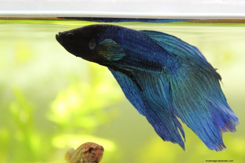 Betta Fish Popeye (How To Treat, Prevent And Spot It!)
