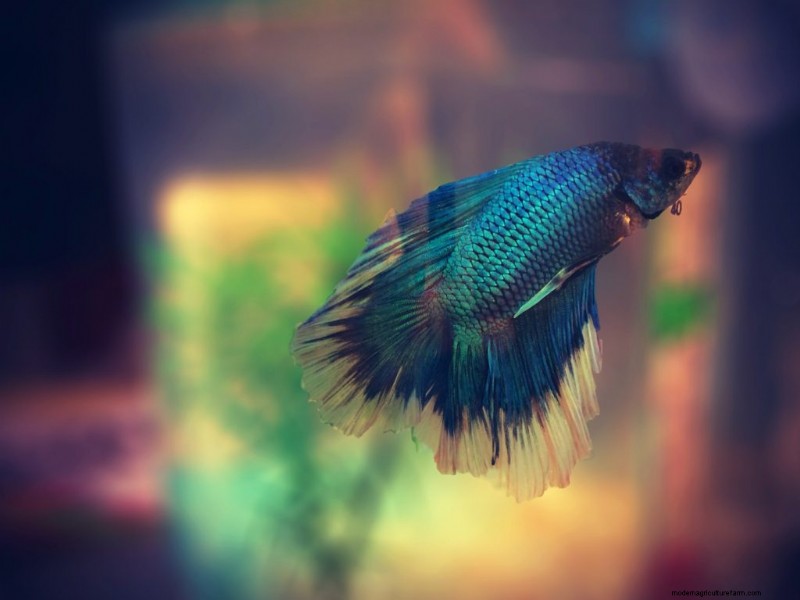 Velvet In Bettas – Everything You Need To Know!