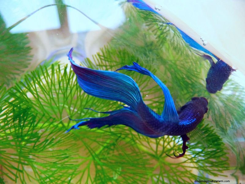 How To Treat Fin Rot In Bettas & Increase Survival Rate