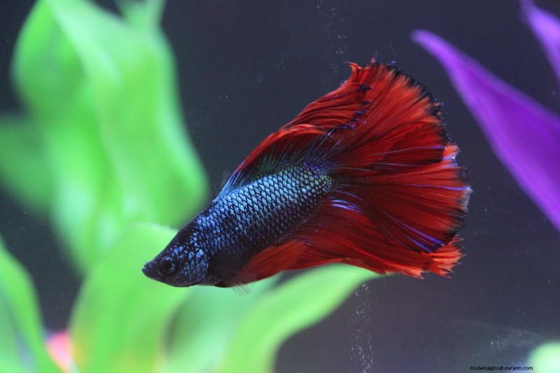 How To Treat Fin Rot In Bettas & Increase Survival Rate