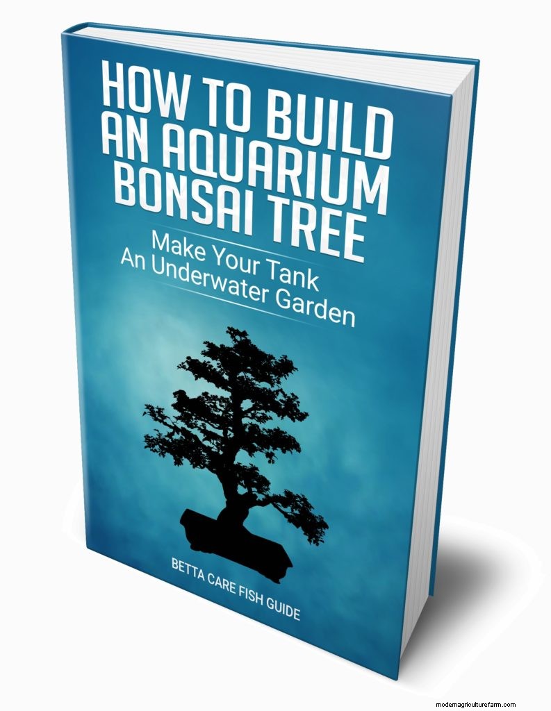 How To Treat Fin Rot In Bettas & Increase Survival Rate